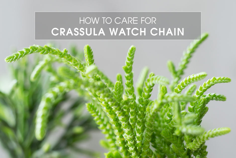 How to grow and care for Crassula Watch Chain