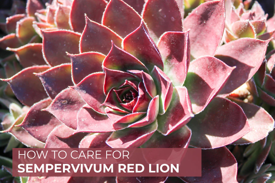 How to care for Sempervivum Red Lion