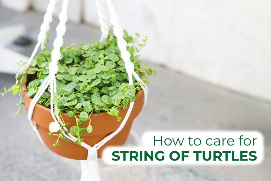 How to Care for Your String of Turtles