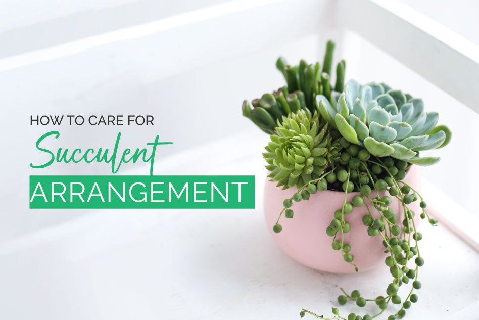 How to grow and care for succulent arrangement