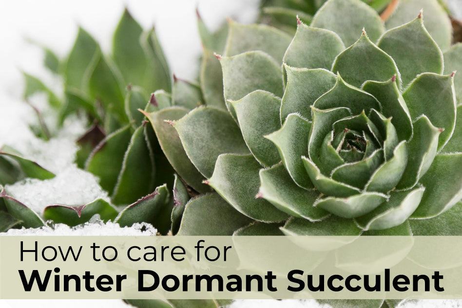 How to Care for Dormant Succulents in the Winter