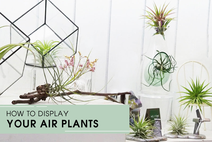 How to display your Air Plants