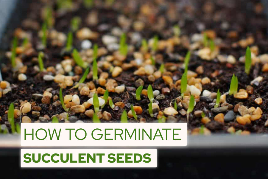 How to Germinate Succulents from Seeds, succulent care tips, how to grow succulent