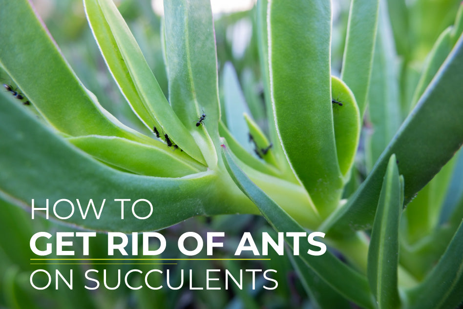 How to get rid of ants on succulents