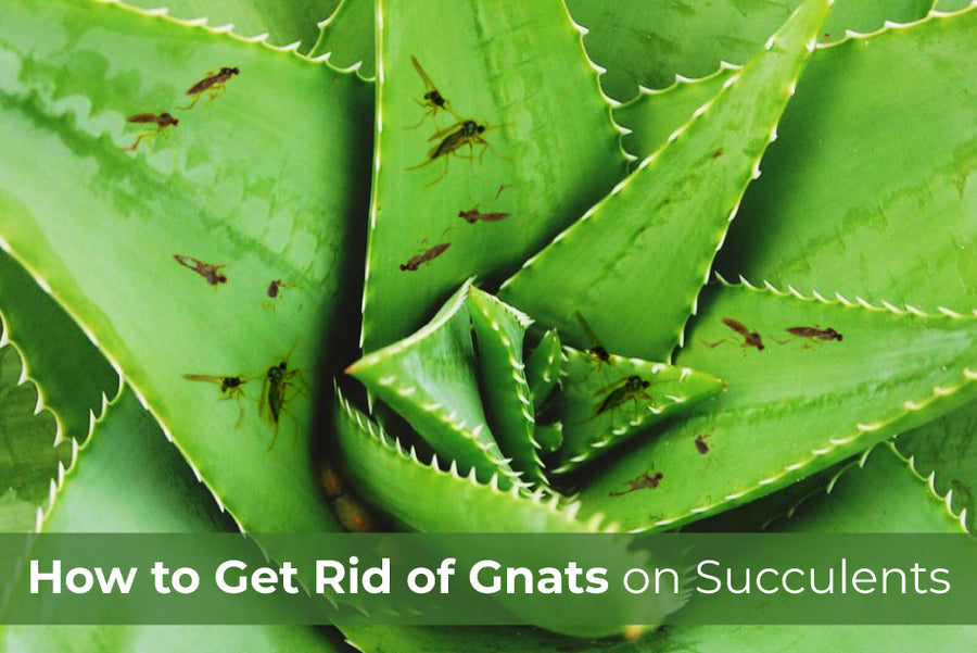 How to Get Rid of Gnats on Succulents