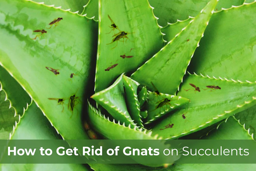 https://succulentsbox.com/cdn/shop/articles/Web-How-to-get-rid-of-gnats-on-succulents_900x.jpg?v=1644373946