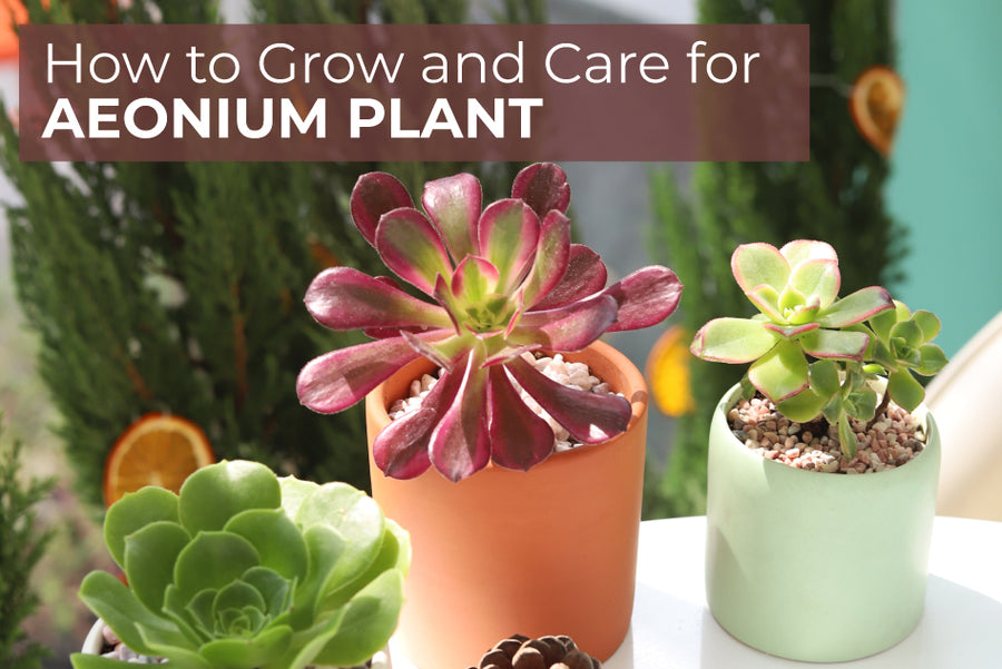 How to Grow and Care for Aeonium Plant