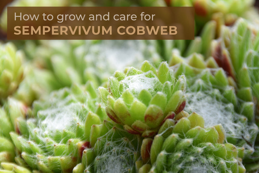 How to Care For Sempervivum Cobweb