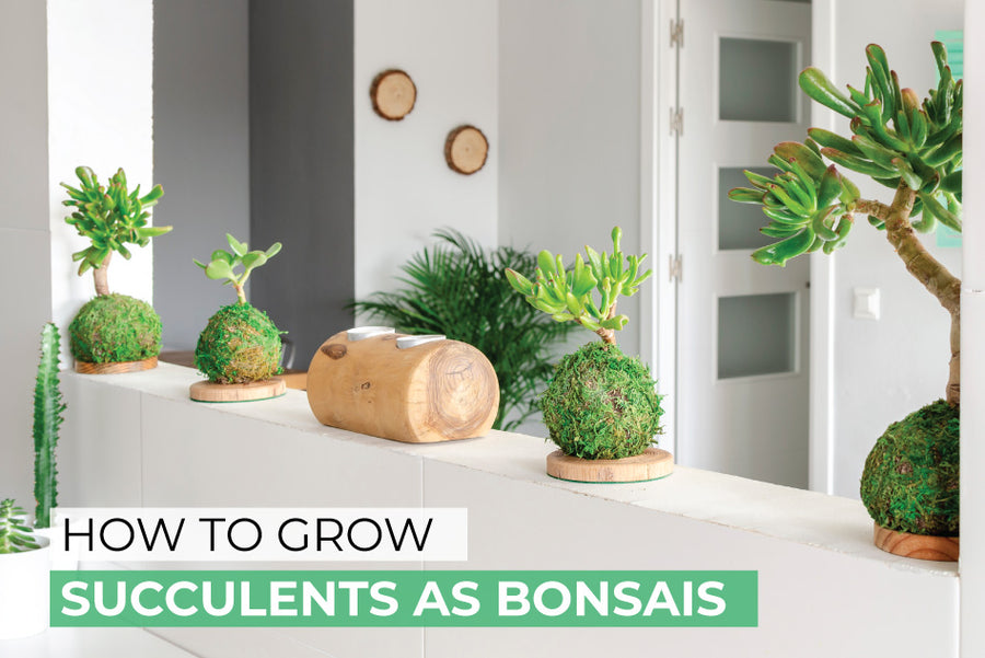 How to grow and care for succulents as bonsais