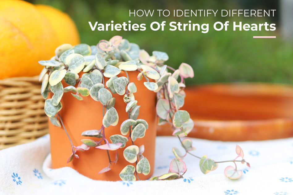 Distinguishing 6 Different Kinds of String of Hearts