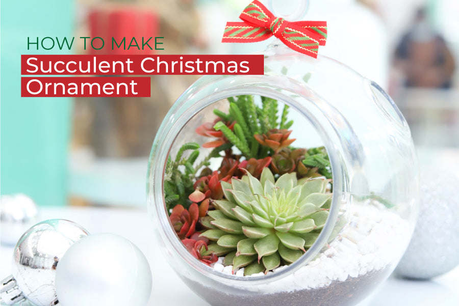 How to Make Succulent Christmas Ornaments