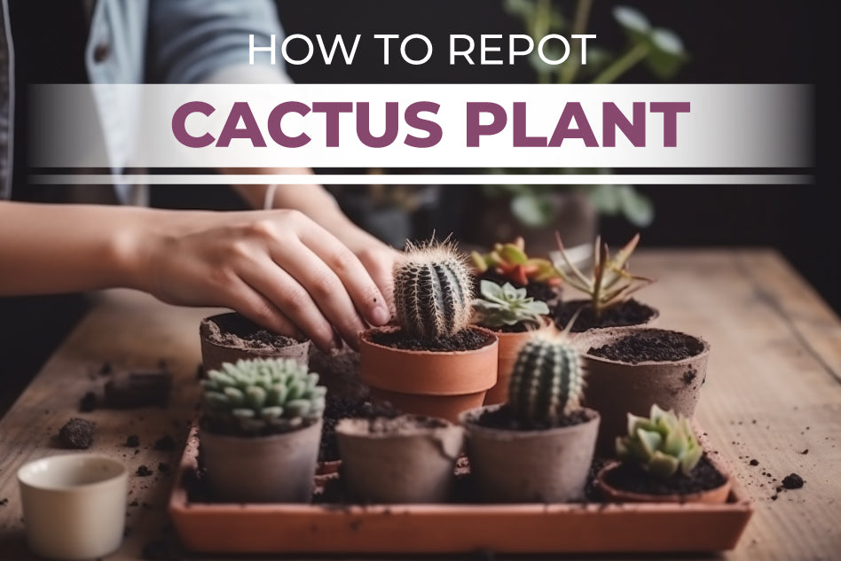How to Repot a Cactus, Cactus Care Guide