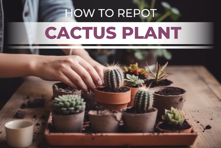 How to repot a cactus