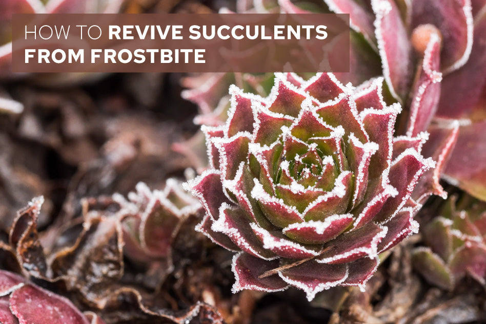How to Revive Frostbitten Succulents