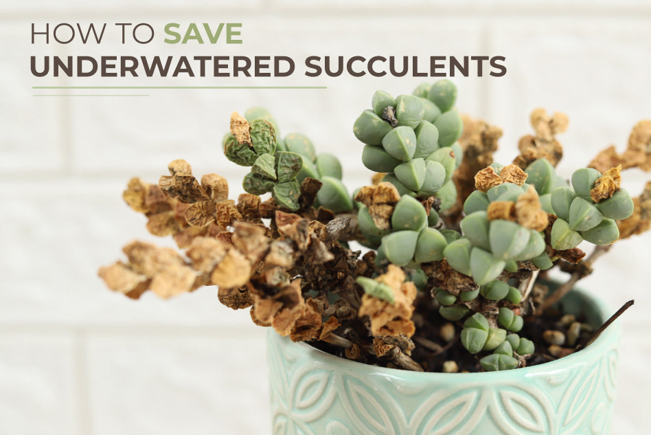 How to save underwatered succulents