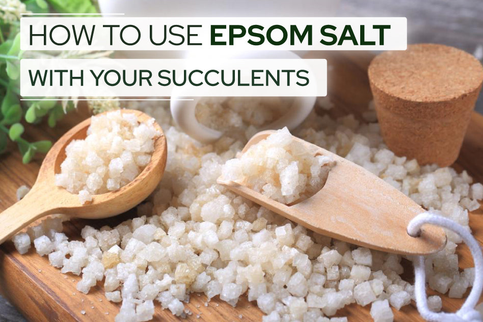 How to use Epsom Salt with Your Succulents