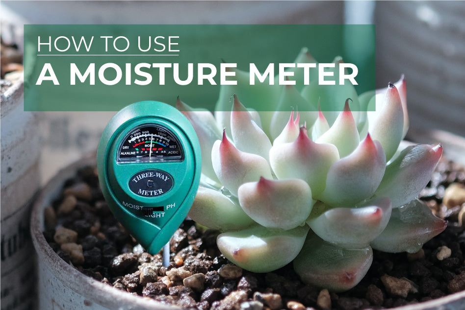 How to use a moisture meter for succulents