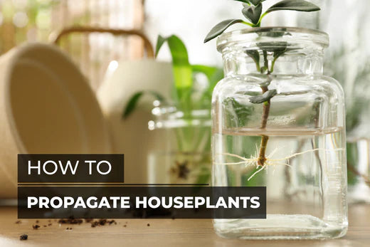 How to Propagate Houseplant, Houseplant Propagation