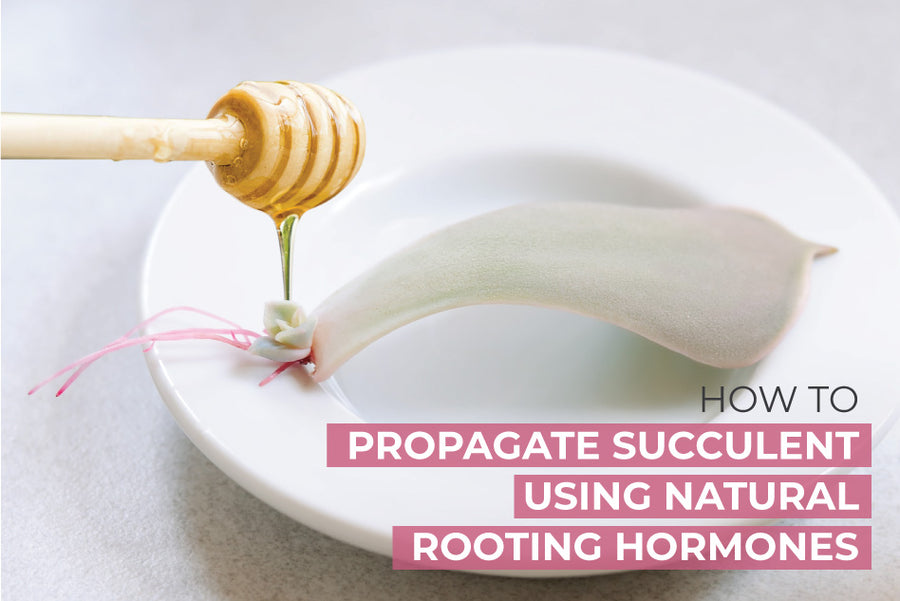 How to propagate succulent using natural rooting hormones