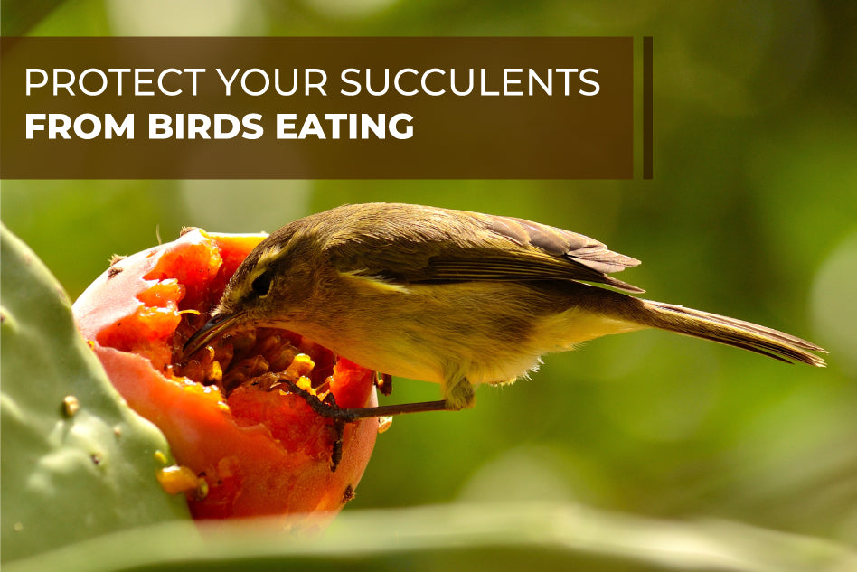 How to protect your succulents from birds