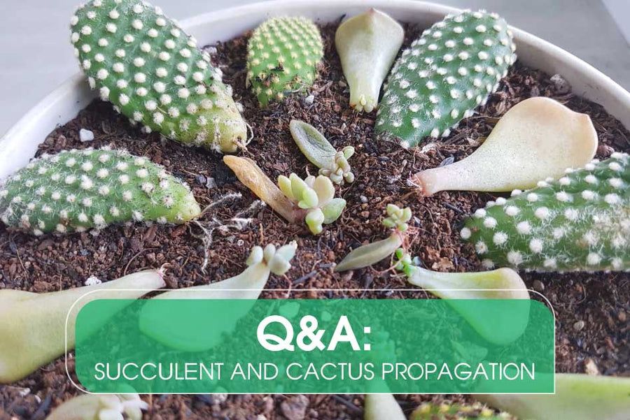 Q&A: Succulent and Cactus Propagation