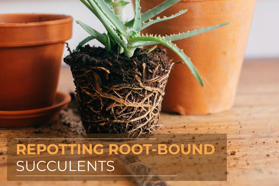 How to Repot Root-bound Succulents