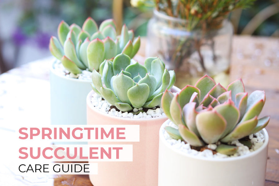 Springtime Succulent Care Guide