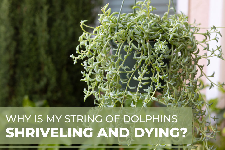 Why Is My String Of Dolphins Shriveling and Dying, String of Dolphins Succulent Care Guide
