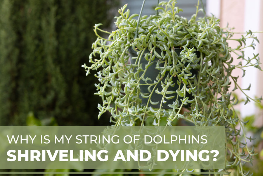 Why Is My String Of Dolphins Shriveling and Dying?