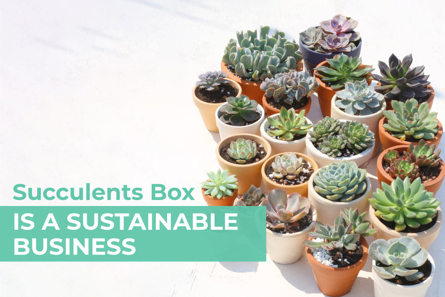 How Succulents Box is a Sustainable Business