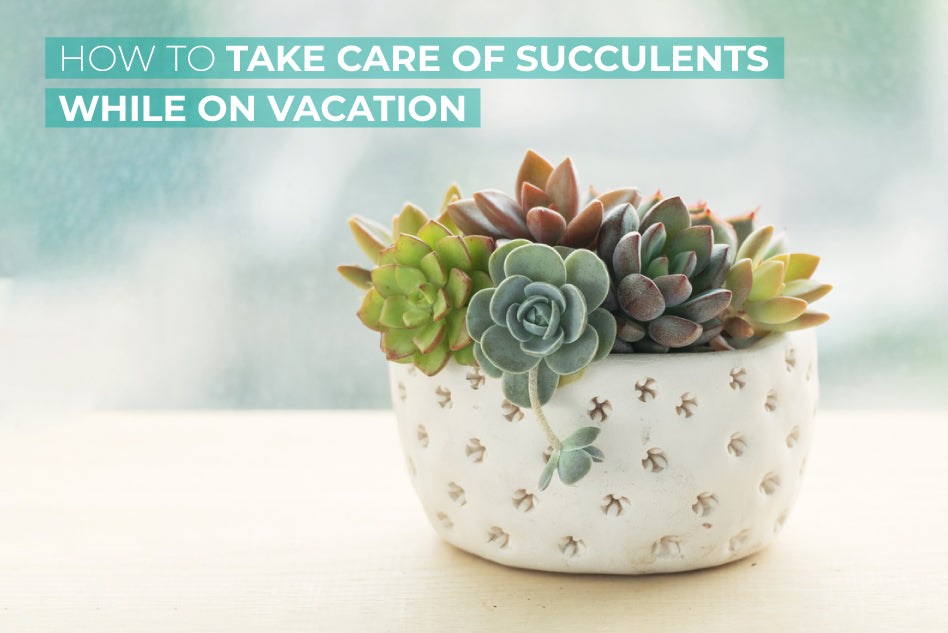 How to Take Care of Succulents While on Vacation