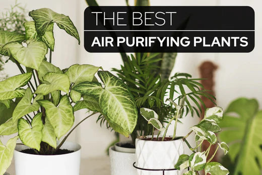 The Best Air Purifying Plants for any Home or Apartment