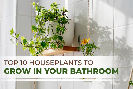 Enhancing Air Quality in Your Bathroom with These Houseplants