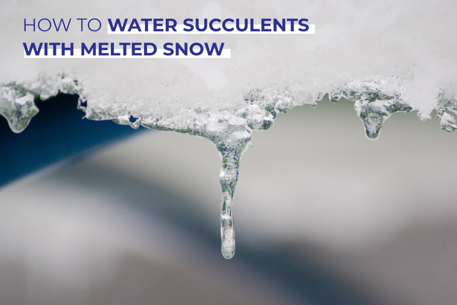 How to Water Succulents with Melted Snow