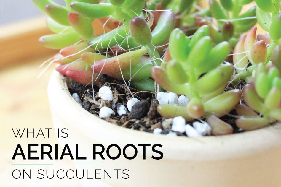 What is aerial roots on succulent plants