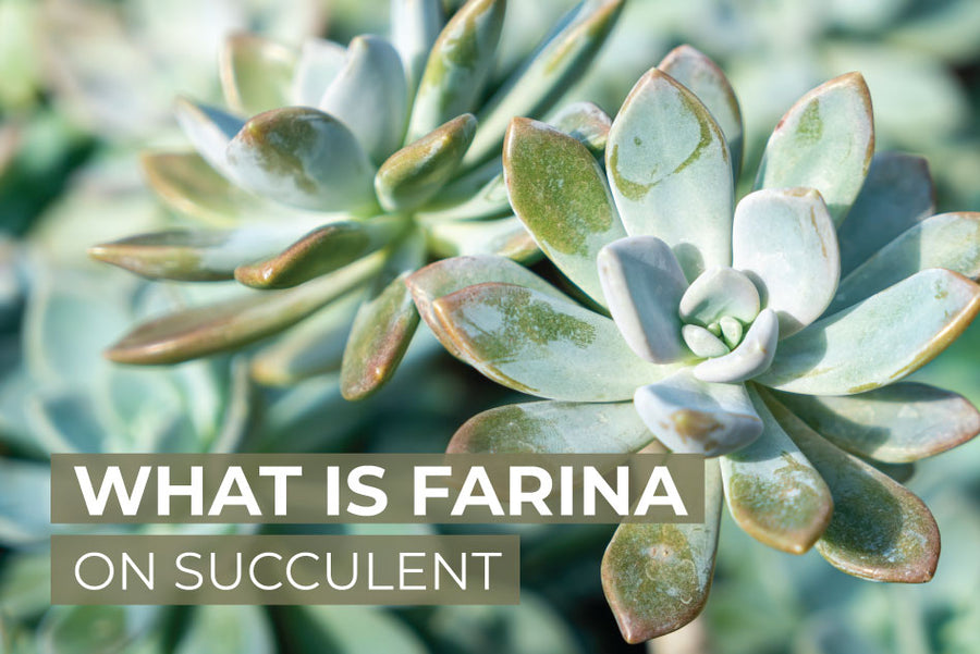 What is farina on succulent
