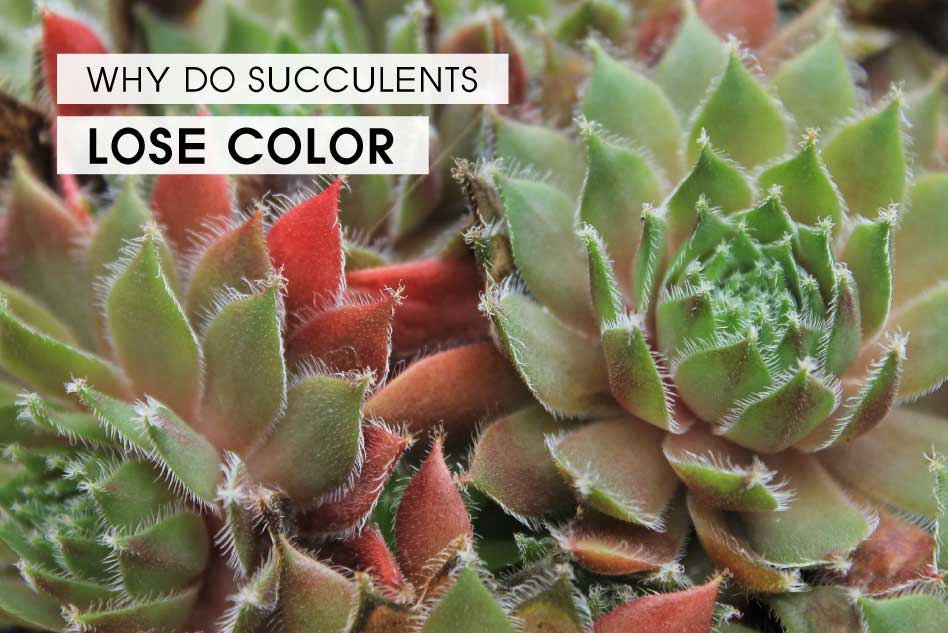 Why do succulents lose color