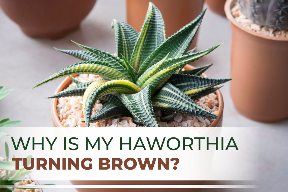 Why is my Haworthia turning brown?