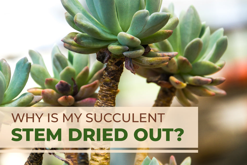 Why is My Succulent Stem Dried Out?