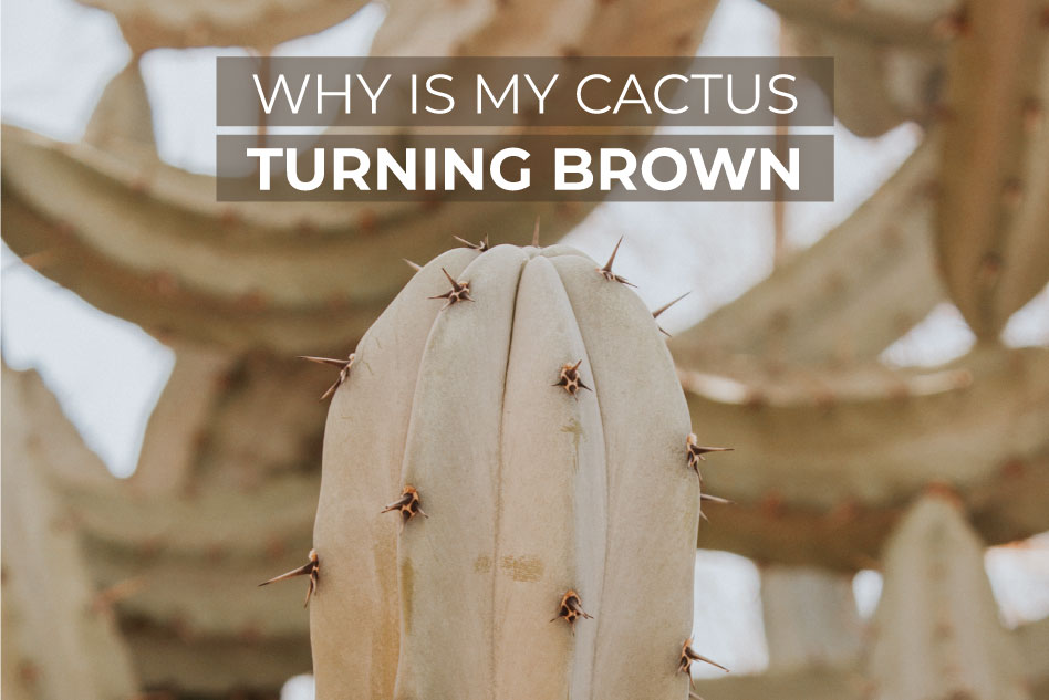 How to Speed Cactus Growth - Succulents Box