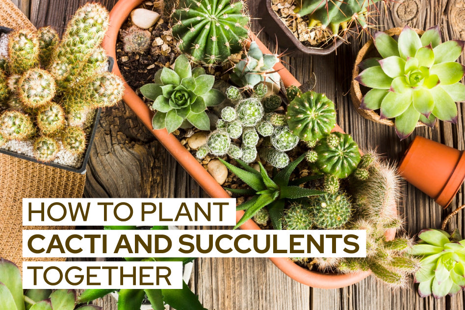 How to plant cacti and succulents together