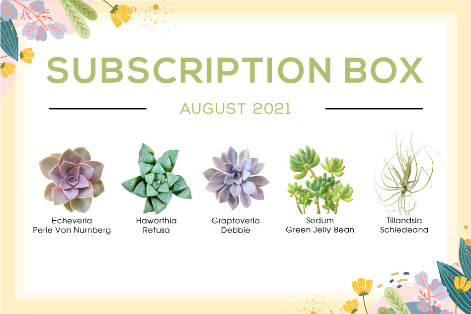 AUGUST 2021 SUCCULENT SUBSCRIPTION BOX CARE GUIDE