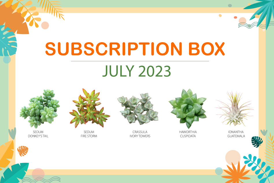 JULY 2023 SUCCULENT SUBSCRIPTION BOX CARE GUIDE