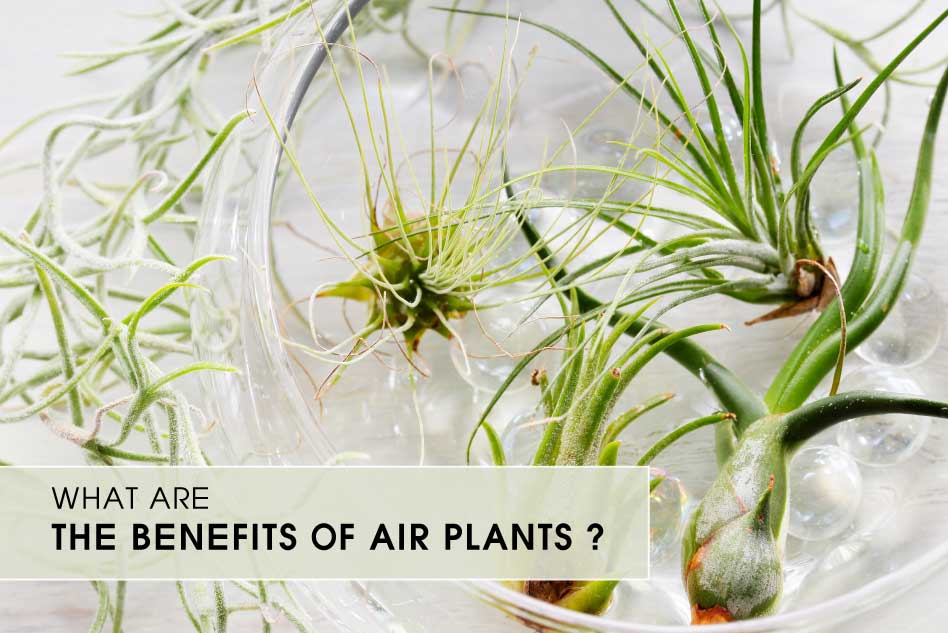 What are the benefits of Air Plants