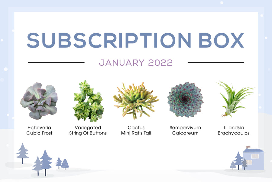 JANUARY 2022 SUCCULENT SUBSCRIPTION BOX CARE GUIDE