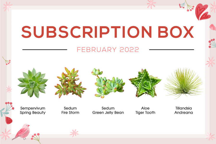 FEBRUARY 2022 SUCCULENT SUBSCRIPTION BOX CARE GUIDE