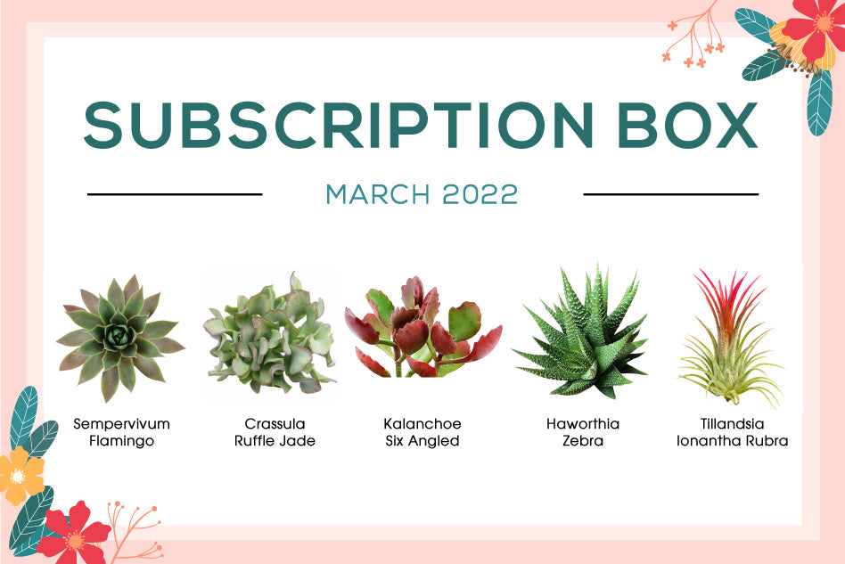 March 2022 Succulent Subscription Box Care Guide
