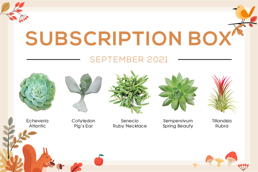 SEPTEMBER 2021 SUCCULENT SUBSCRIPTION BOX CARE GUIDE
