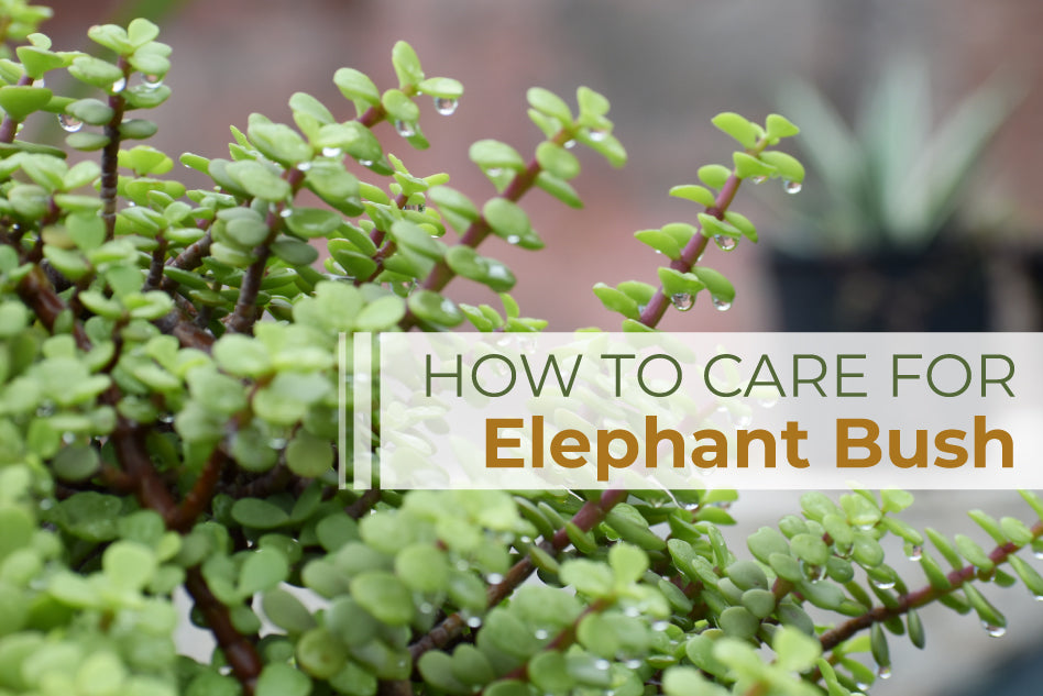 Elephant Bush, african bush elephant, elephant bush care, rainbow elephant bush, elephant bush plant, elephant bush succulent, trailing elephant bush, elephant bush bonsai   