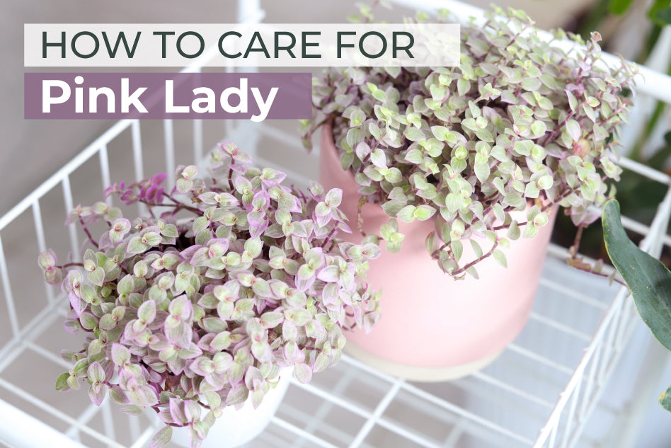 How to Care for Pink Lady